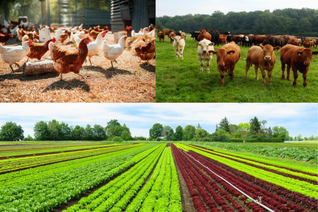Accueil agro alimentaire